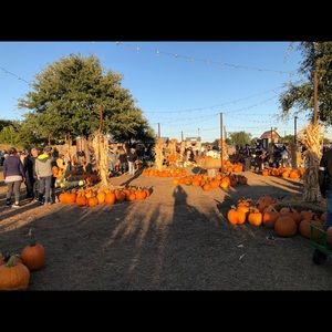 Meet your Posher, Pippa